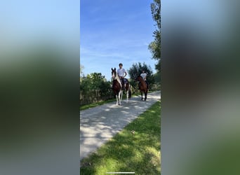 American Quarter Horse, Gelding, 5 years, 16 hh, Pinto