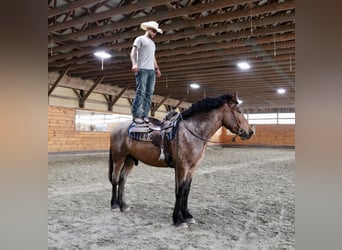 American Quarter Horse, Gelding, 5 years, 16 hh, Roan-Bay