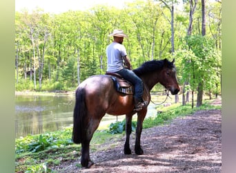 American Quarter Horse, Gelding, 5 years, 16 hh, Roan-Bay