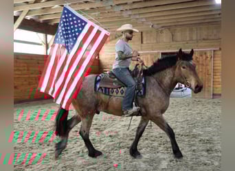 American Quarter Horse, Gelding, 5 years, 16 hh, Roan-Bay