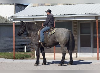 American Quarter Horse, Gelding, 5 years, 16 hh, Roan-Blue