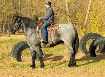 American Quarter Horse, Gelding, 5 years, 16 hh, Roan-Blue