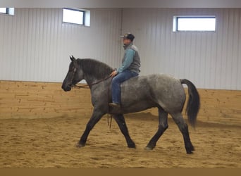 American Quarter Horse, Gelding, 5 years, 16 hh, Roan-Blue