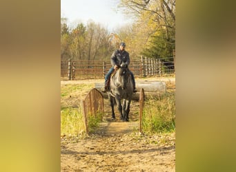 American Quarter Horse, Gelding, 5 years, 16 hh, Roan-Blue