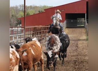 American Quarter Horse, Gelding, 5 years, 16 hh, Tobiano-all-colors