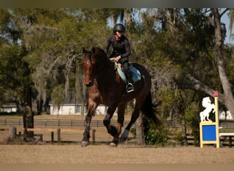 American Quarter Horse Mix, Gelding, 5 years, 16 hh