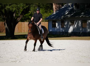 American Quarter Horse Mix, Gelding, 5 years, 16 hh