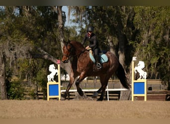 American Quarter Horse Mix, Gelding, 5 years, 16 hh