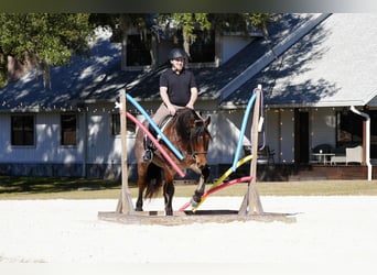 American Quarter Horse Mix, Gelding, 5 years, 16 hh