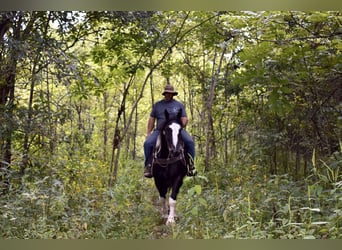 American Quarter Horse Mix, Gelding, 5 years, 16 hh