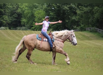 American Quarter Horse, Gelding, 5 years, 17.1 hh, Gray