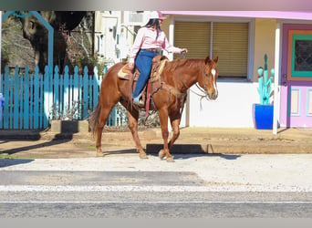 American Quarter Horse, Gelding, 5 years, 17 hh, Overo-all-colors