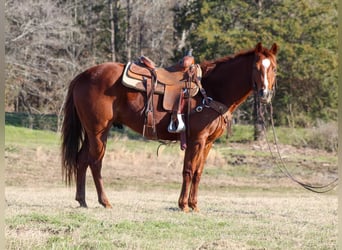 American Quarter Horse, Gelding, 5 years, 17 hh, Overo-all-colors