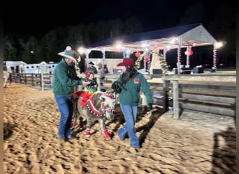 American Quarter Horse, Gelding, 5 years, 9.3 hh, Bay American Quarter Horse, Gelding, 5 years, 9.3 hh, Bay