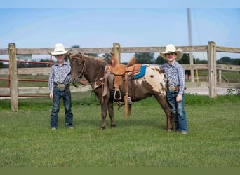 American Quarter Horse, Gelding, 5 years, 9,3 hh, Bay
