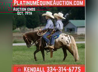 American Quarter Horse, Gelding, 5 years, 9,3 hh, Bay
