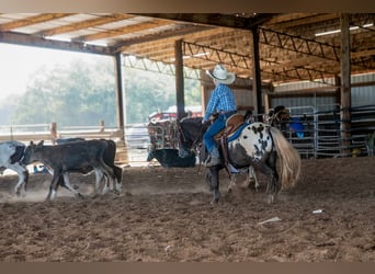 American Quarter Horse, Gelding, 5 years, 9,3 hh, Bay