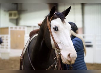 American Quarter Horse, Gelding, 5 years, Bay