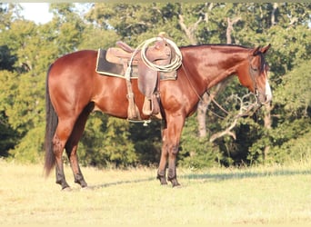American Quarter Horse, Gelding, 5 years, Bay