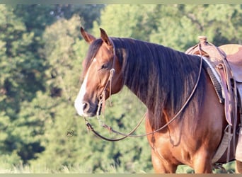 American Quarter Horse, Gelding, 5 years, Bay