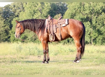 American Quarter Horse, Gelding, 5 years, Bay