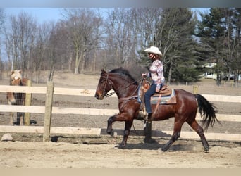 American Quarter Horse, Gelding, 5 years, Bay