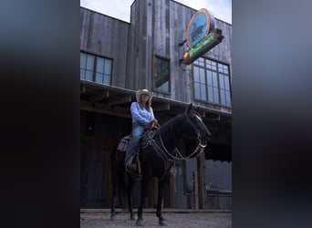 American Quarter Horse, Gelding, 5 years, Black