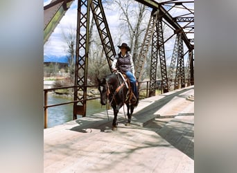 American Quarter Horse, Gelding, 5 years, Black
