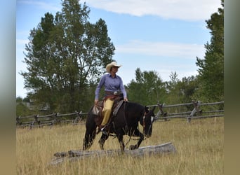 American Quarter Horse, Gelding, 5 years, Black