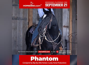American Quarter Horse, Gelding, 5 years, Black