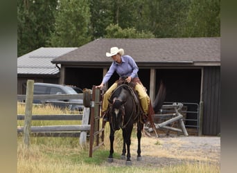 American Quarter Horse, Gelding, 5 years, Black