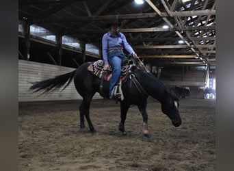 American Quarter Horse, Gelding, 5 years, Black