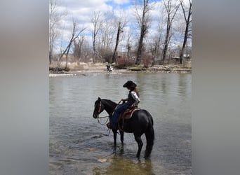 American Quarter Horse, Gelding, 5 years, Black