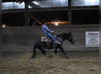 American Quarter Horse, Gelding, 5 years, Black