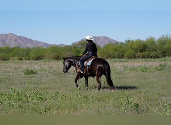 American Quarter Horse, Gelding, 5 years, Black