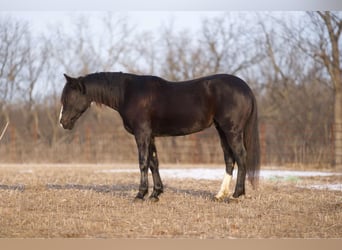 American Quarter Horse, Gelding, 5 years, Black