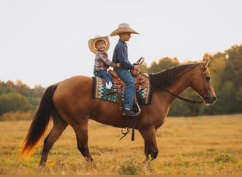 American Quarter Horse, Gelding, 5 years, Buckskin