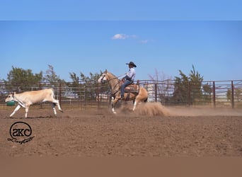 American Quarter Horse, Gelding, 5 years, Buckskin