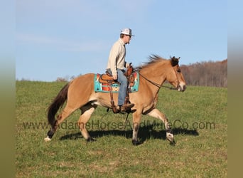 American Quarter Horse, Gelding, 5 years, Buckskin