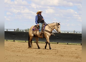 American Quarter Horse, Gelding, 5 years, Buckskin