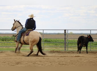 American Quarter Horse, Gelding, 5 years, Buckskin