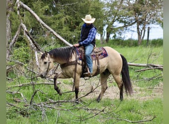 American Quarter Horse, Gelding, 5 years, Buckskin