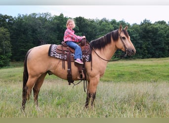 American Quarter Horse, Gelding, 5 years, Buckskin