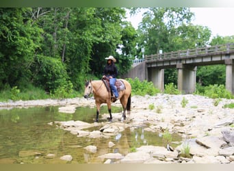 American Quarter Horse, Gelding, 5 years, Buckskin