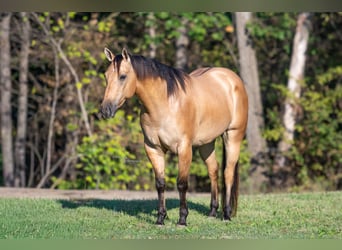 American Quarter Horse, Gelding, 5 years, Buckskin