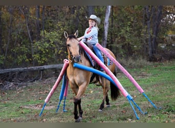 American Quarter Horse, Gelding, 5 years, Buckskin