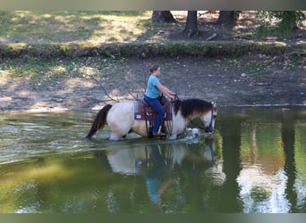 American Quarter Horse, Gelding, 5 years, Buckskin