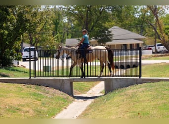 American Quarter Horse, Gelding, 5 years, Buckskin