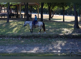 American Quarter Horse, Gelding, 5 years, Buckskin