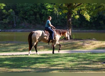 American Quarter Horse, Gelding, 5 years, Buckskin